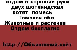 отдам в хорошие руки двух шотландских котят (помесь) . - Томская обл. Животные и растения » Отдам бесплатно   